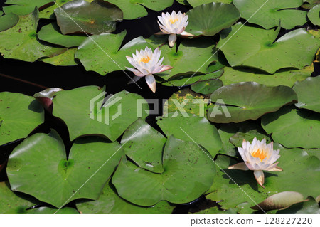 Water lilies Water lilies 128227220