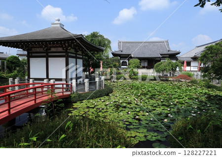 Water lily pond Water lily pond 128227221