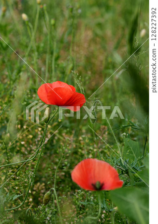 Two wild red poppies with black spots in the field. Cereal crops. Postcard. Two wild red poppies with black spots in the field. Cereal crops. Postcard. 128227392