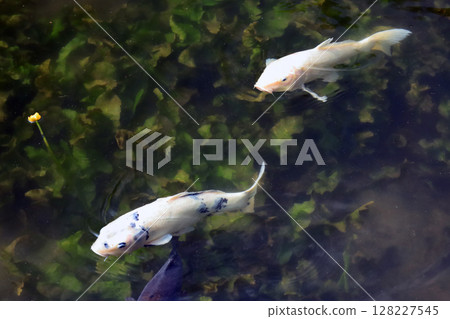 Carp of a pond 128227545