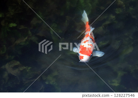 Carp of a pond 128227546