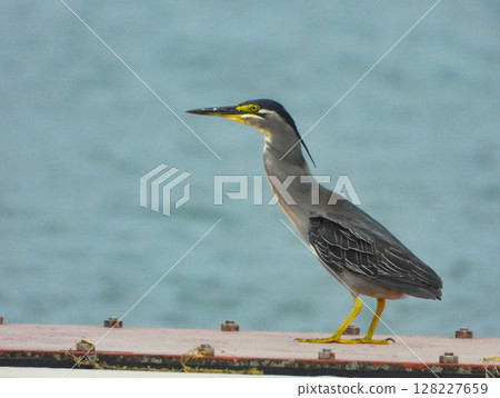 Striated heron standing by the water Striated heron standing by the water 128227659