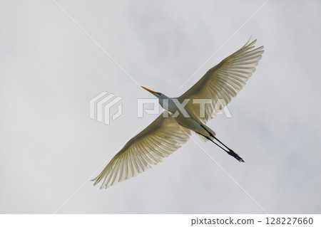 大白鷺鷥翱翔天空 大白鷺鷥翱翔天空 128227660