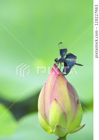Butterfly dragonfly perching on a lotus bud 128227663