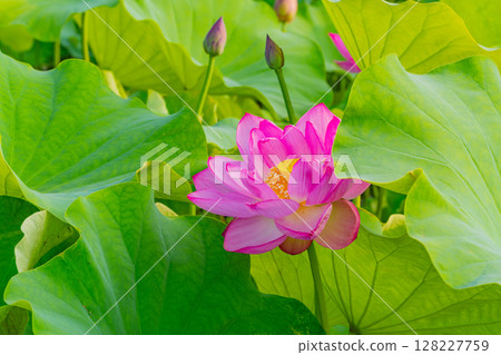 Lotus flower Lotus flower 128227759