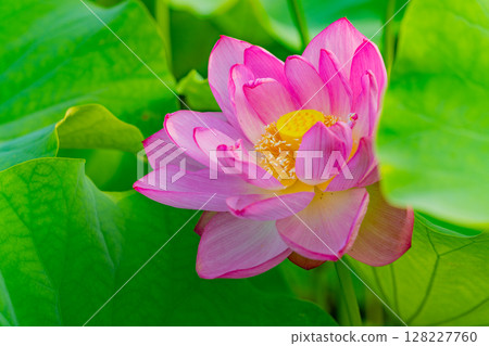 蓮花 128227760