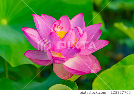 蓮花 128227763