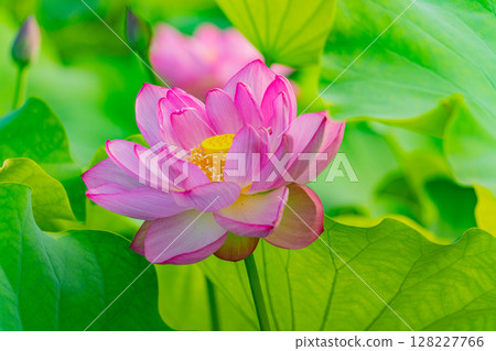 Lotus flower 128227766