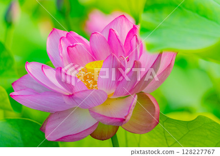 蓮花 128227767