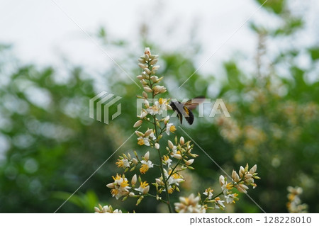 蜜蜂與南天竹花 蜜蜂與南天竹花 128228010