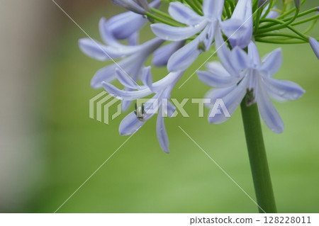 Agapanthus after rain Agapanthus after rain 128228011