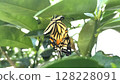 Swallowtail butterfly extending its wings / Photo 128228091