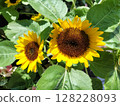 Two sunflowers in a flowerbed / Photo 128228093