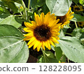 Small sunflower flowerbed / photo 128228095