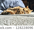 Cat's Nap Daily Life/Photo 128228096