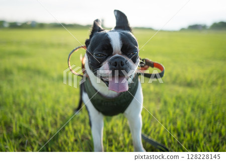 Boston Terrier 128228145