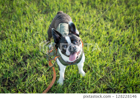Boston Terrier 128228146