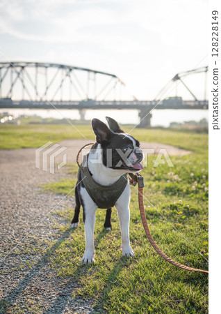 Boston Terrier 128228149