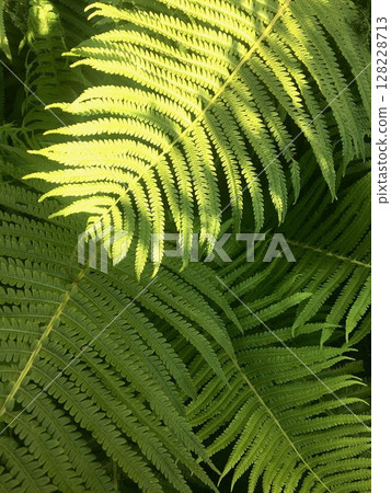 Fern leaves bathed in sunlight. Green leaves full frame background. 128228713