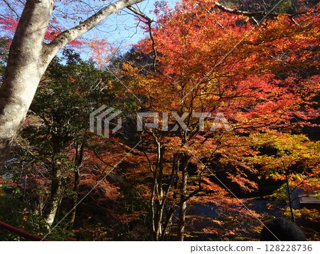 Autumn leaves in Kyoto 128228736
