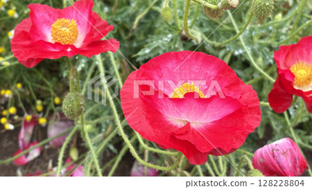 Bright red poppy flower Bright red poppy flower 128228804