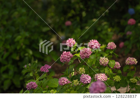 Landscape with hydrangeas 128228837