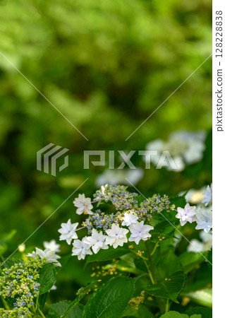 Landscape with hydrangeas 128228838