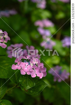 風景與繡球花 128228839