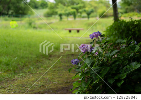 Landscape with hydrangeas 128228843