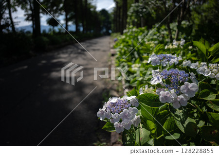 風景與繡球花 風景與繡球花 128228855