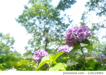 風景與繡球花 128228865