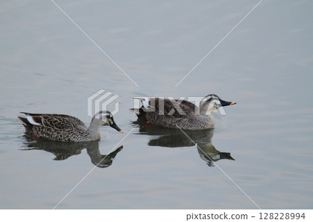 Arao City Port Wild Birds, 128228994