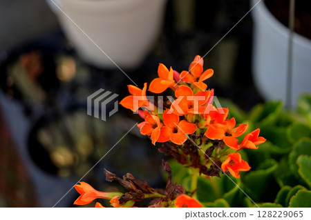 Kalanchoe Kalanchoe 128229065