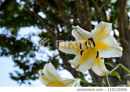 卡薩布蘭卡 卡薩布蘭卡 128229066