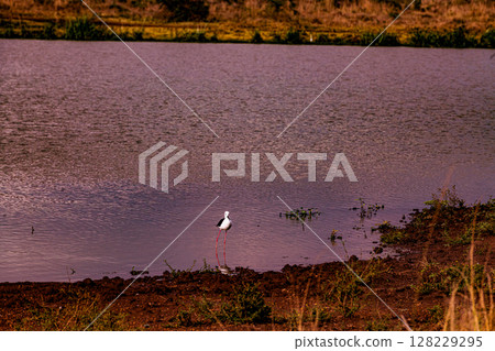 Nairobi City County National Park Wildlife Landscapes Kenya East Africa 128229295