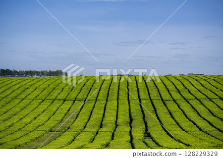 Green Tea Leaves Plants Vegetations Farm Field Meadows Kericho Kiambu Kenya 128229329