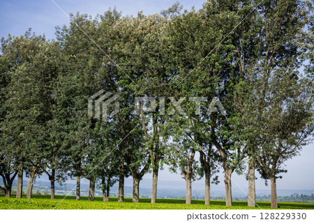 Green Tea Leaves Plants Vegetations Farm Field Meadows Kericho Kiambu Kenya Green Tea Leaves Plants Vegetations Farm Field Meadows Kericho Kiambu Kenya 128229330