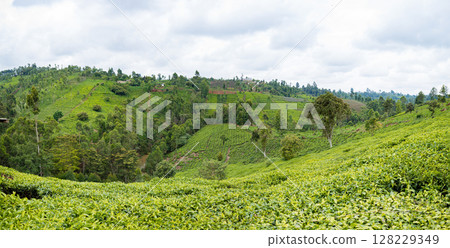 Green Tea Leaves Plants Vegetations Farm Field Meadows Kericho Kiambu Kenya Green Tea Leaves Plants Vegetations Farm Field Meadows Kericho Kiambu Kenya 128229349