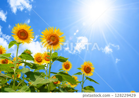 A lively sunflower blooming towards the summer sun A lively sunflower blooming towards the summer sun 128229429