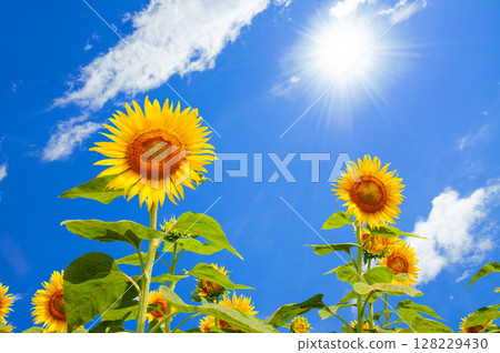 A lively sunflower blooming towards the summer sun 128229430