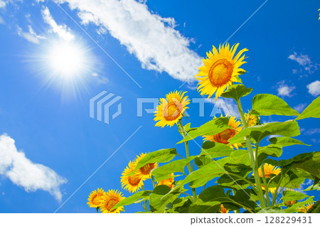 A lively sunflower blooming towards the summer sun 128229431