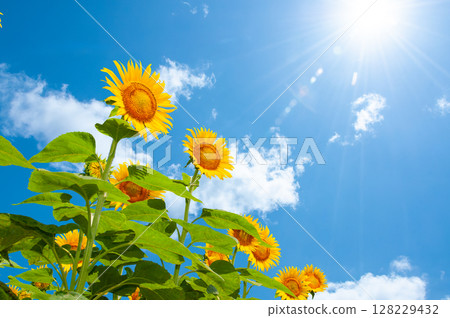 A lively sunflower blooming towards the summer sun 128229432