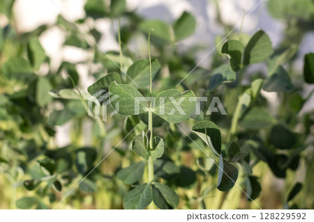 Close-up of a lush green plant with detailed leaf structure under sunlight Close-up of a lush green plant with detailed leaf structure under sunlight 128229592