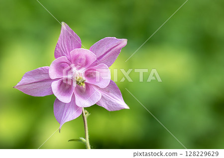 Close-up of a pink flower in a vibrant green natural background Close-up of a pink flower in a vibrant green natural background 128229629
