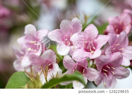Bright blooming pink flowers with vibrant green leaves on a sunny day 128229635