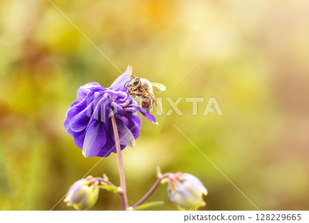 Bee collecting nectar from a vibrant flower on a sunny day Bee collecting nectar from a vibrant flower on a sunny day 128229665