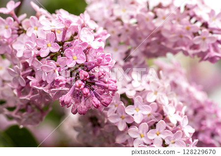 Close-up of vibrant lilac flowers showcasing delicate textures and soft pastel colors 128229670