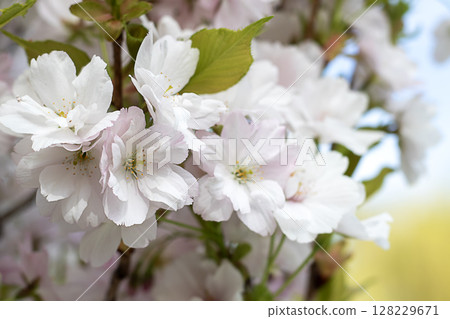 Close-up of delicate white cherry blossoms on a sunny spring day 128229671