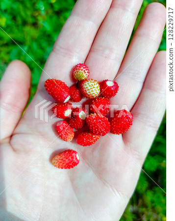 Person's open palm offering freshly picked wild strawberries against a sunny green background Person's open palm offering freshly picked wild strawberries against a sunny green background 128229717
