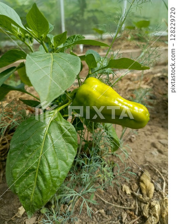A young pepper bush is gently blooming in a lush garden bed 128229720